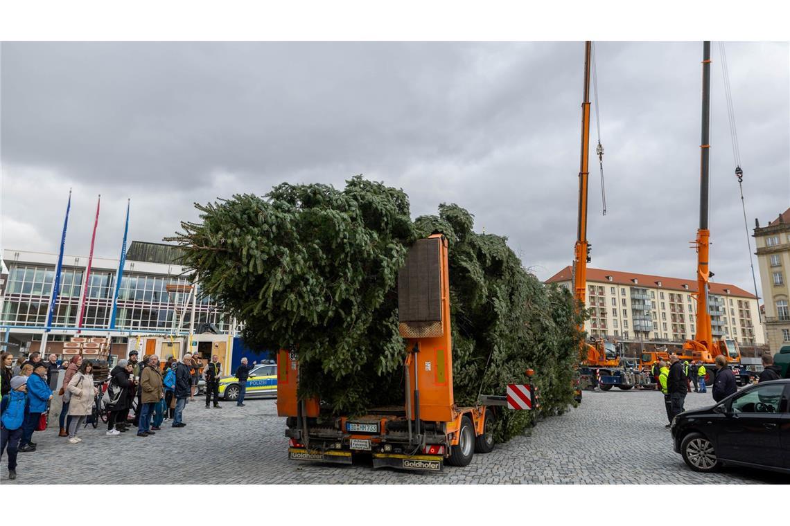 Der Baum für den diesjährigen Dresdner Striezelmarkt ist eine etwa 25 Meter hohe Nordmanntanne aus Freital.