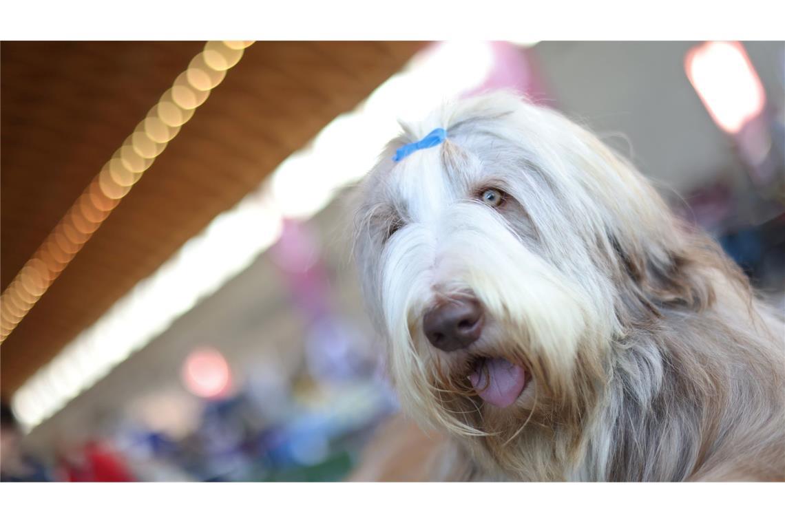 Der Bearded Collie "Neville" während der 21. Internationale Rassehunde-Ausstellung.