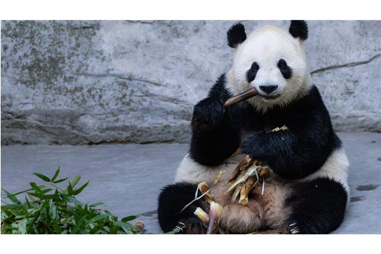 Der Bestand von Großen Pandabären in der Wildnis wird auf unter 2000 Tiere geschätzt. Die bis zu etwa 180 Zentimeter großen und 120 Kilogramm schweren Bären ernähren sich fast ausschließlich von Bambus.