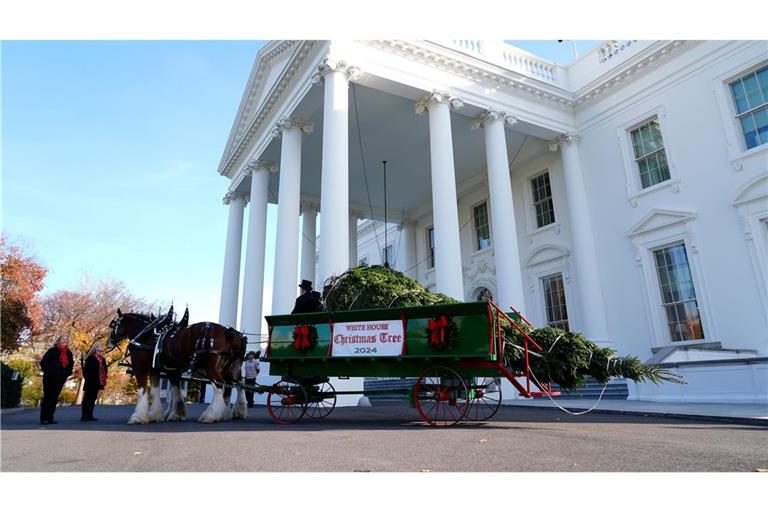 Der diesjährige Weihnachtsbaum stammt aus North Carolina.