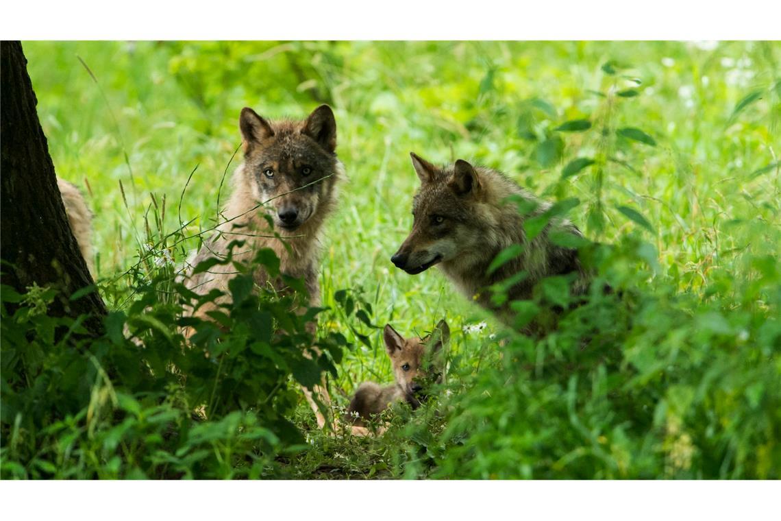 Der Europarat hat im Dezember den Schutzstatus des Wolfs in Europa herabgestuft. (Handout)