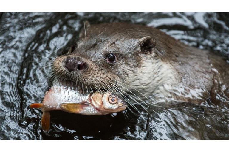 Der Fischotter ist streng geschützt.