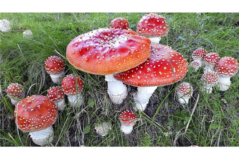 Wunderbare Welt der Pilze Der Fliegenpilz (Amanita muscaria) ist eine giftige Pilzart, die 2022 von der  Deutschen Gesellschaft für Mykologie zum Pilz des Jahres gewählt wurde.