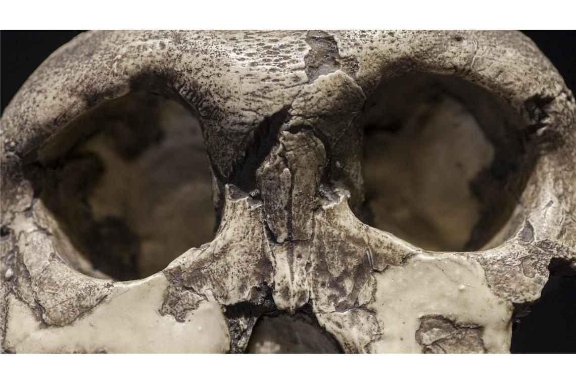 Der fossile Schädel eines  Paranthropus boisei.