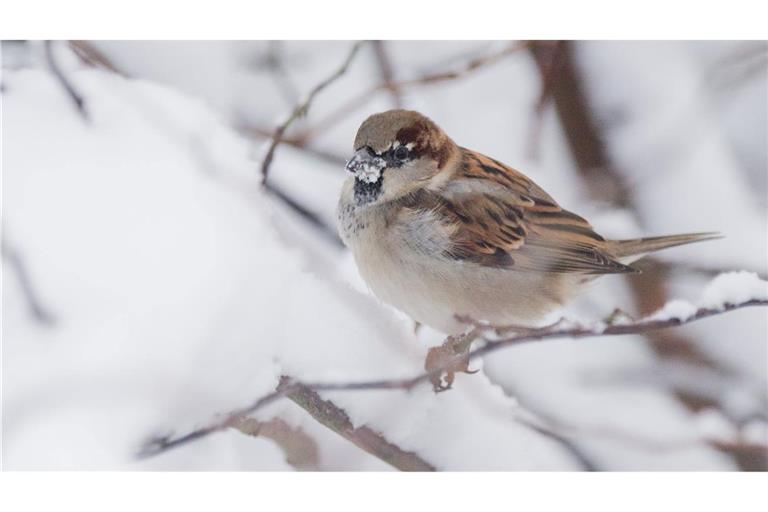 Der Haussperling ist der derzeit meist gesichtete Wintervogel in Deutschland, obwohl er dieses Jahr deutlich weniger gezählt wurde als 2024. (Archivbild)