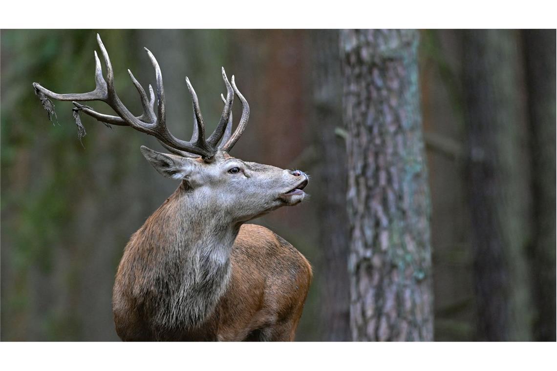 Der Hirsch wurde aus dem Zaun befreit. (Symbolbild)