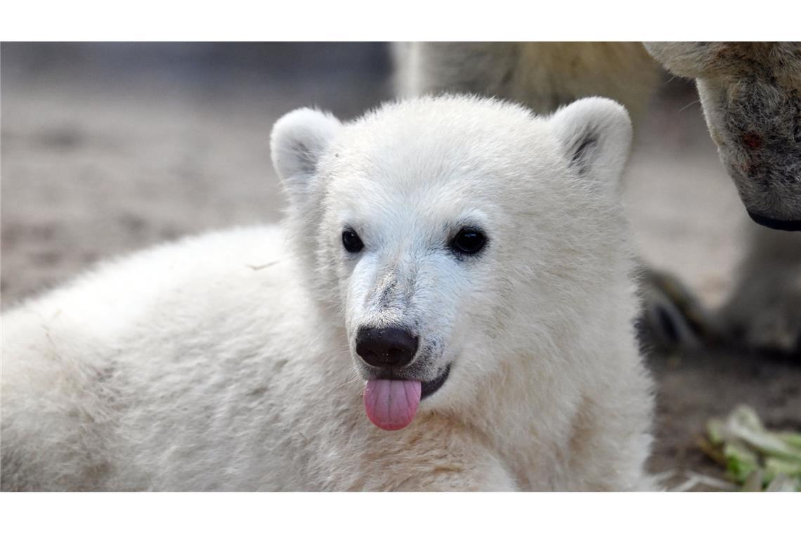 Der kleine Eisbär Mika lockte zahlreiche Besucher in den Zoo.