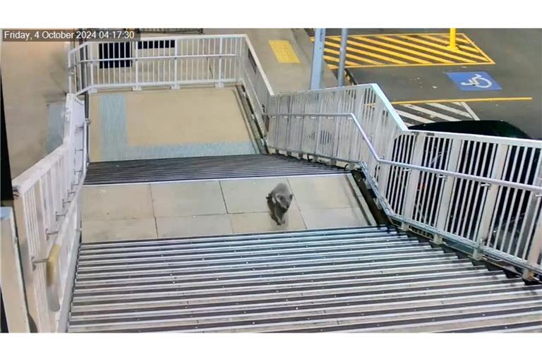 Der Koala schlendert über den Bahnsteig am Bahnhof Casula im Südwesten Sydneys.