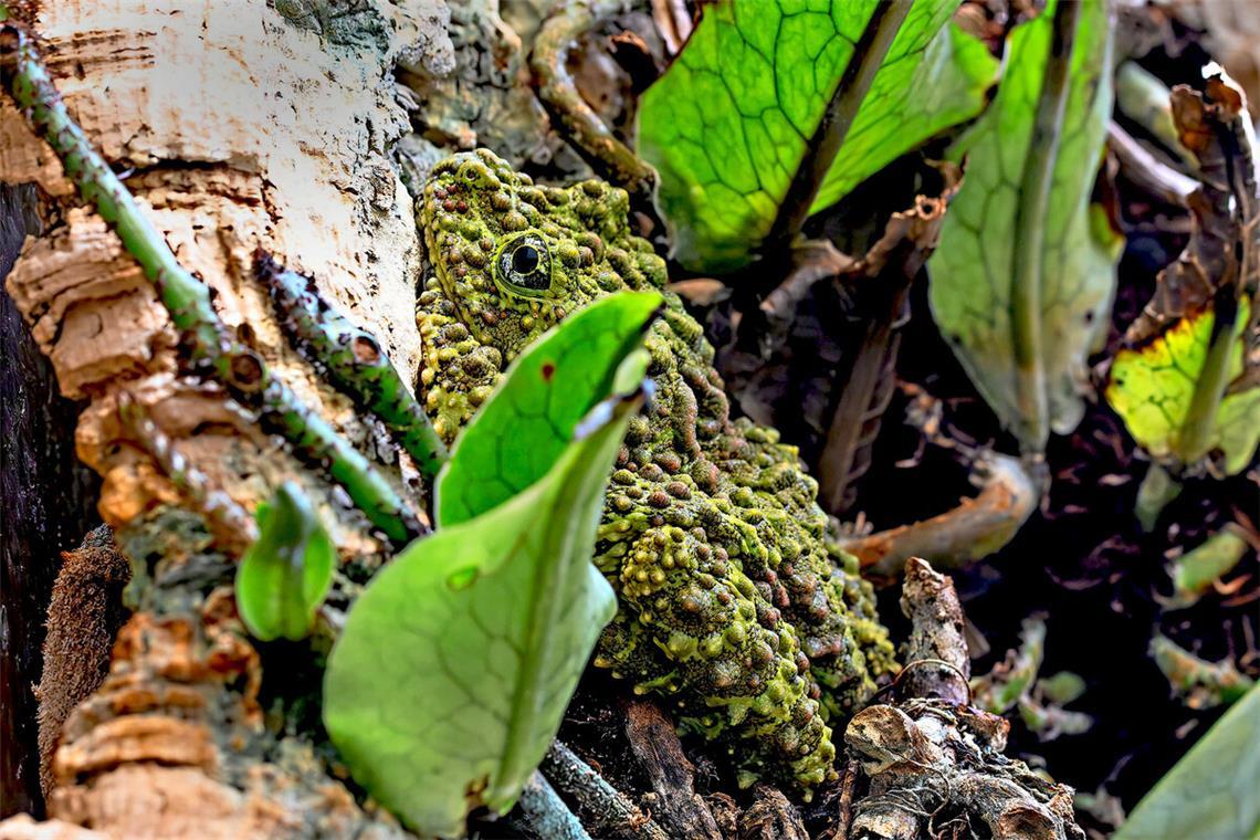 Der Vietnamesische Moosfrosch ist kaum zu erkennen.Der Vietnamesische Moosfrosch ist erst auf den zweiten Blick zu erkennen.