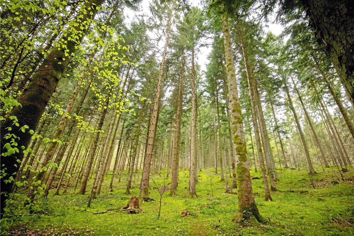 Der Wald ist ein System mit vielen bekannten genauso wie noch nicht erforschten Wechselwirkungen und als solches gilt es ihn für Jörg Brucklacher auch mit vielen verschiedenen, mehrdimensionalen Strategien zu stützen. Archivfoto: Alexander Becher