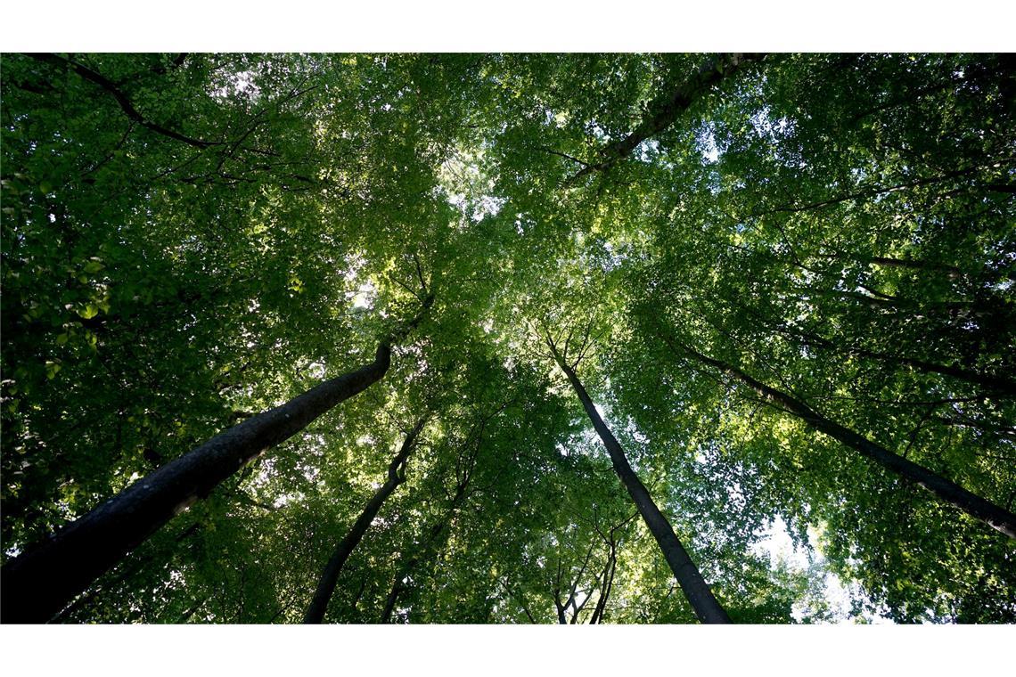 Der Wald sei mittlerweile zu einer Kohlenstoffquelle geworden, sagt Bundeslandwirtschaftsminister Cem Özdemir.