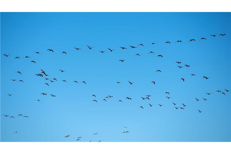 Derzeit grassiert die größte je dokumentierte Vogelgrippewelle. (Symbolbild)