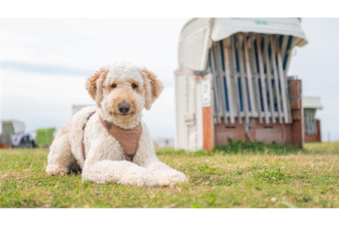 Designerhunde wie der Labradoodle erfreuen sich auch in Deutschland wachsender Beliebtheit. (Archivbild)