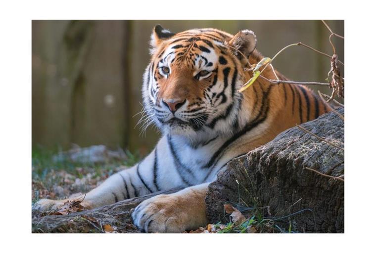 Die 15-jährige Tigerin Angara ist am Wochenende nach einem Krampfanfall im Teich ihres Geheges ertrunken.