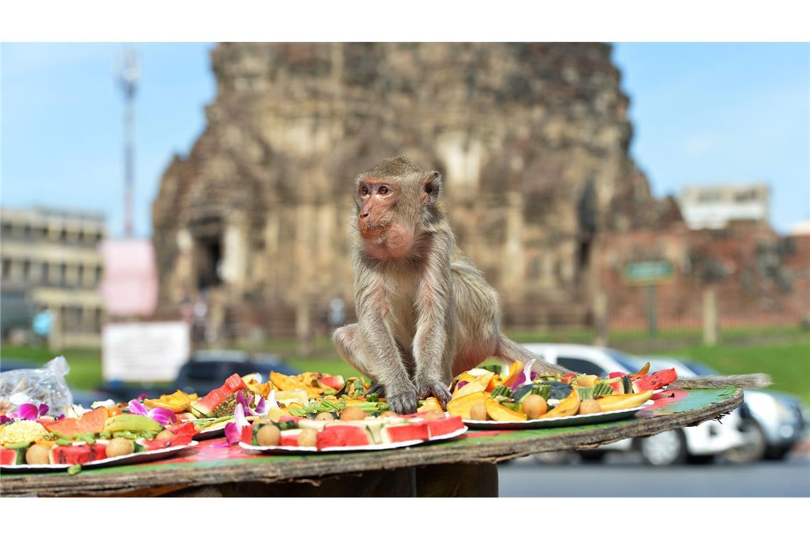 Die Affen speisen in einem alten Khmer-Tempel.