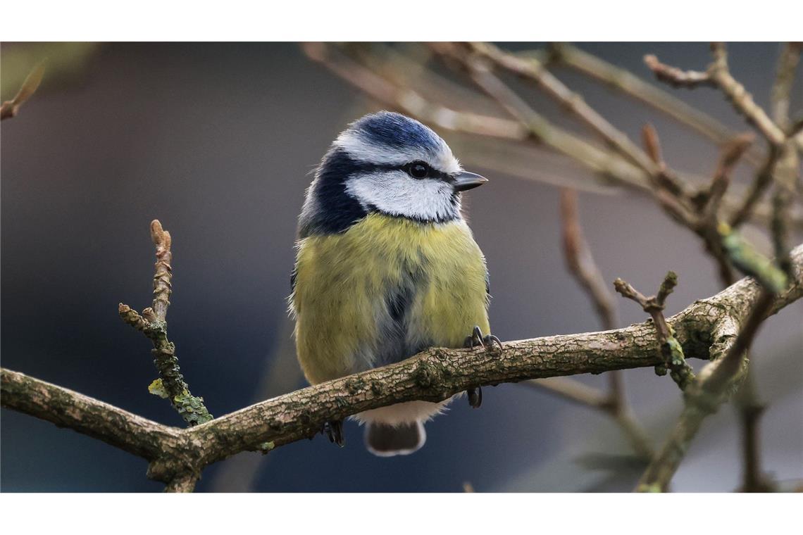 Die Aktion "Stunde der Wintervögel" ruft Interessierte auf, Vögel zu zählen - zum Beispiel Blaumeisen. (Archivbild)