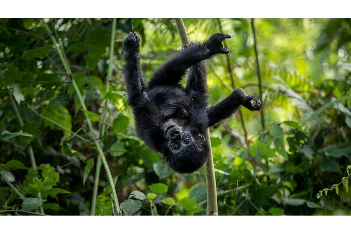 Die Berggorillas im Virunga-Bergmassiv erholen sich