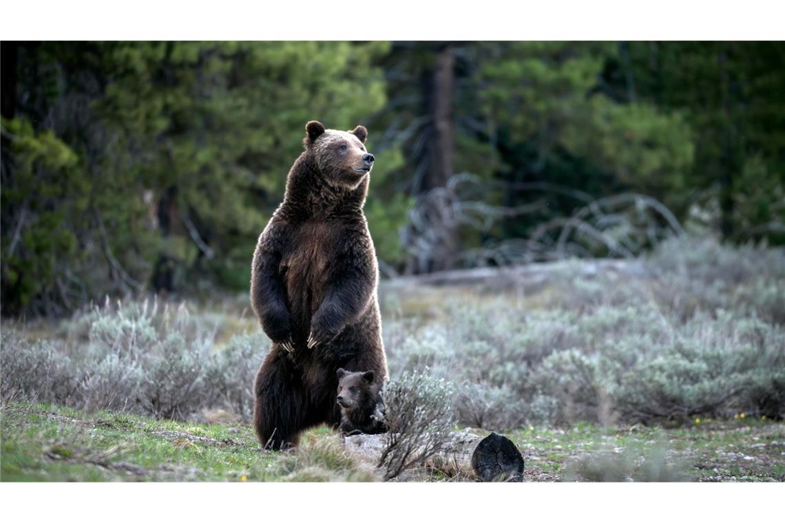 Die berühmte Grizzly-Bärin 399 ist bei einem Unfall mit einem Auto ums Leben gekommen.