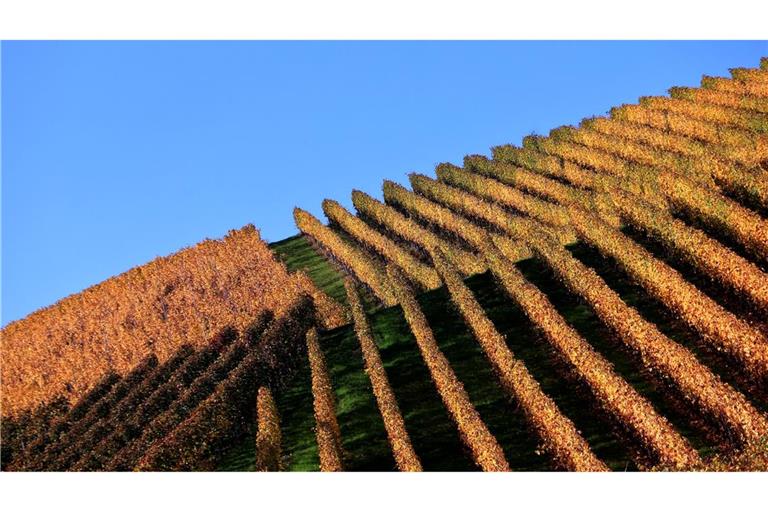 Die Blätter der herbstlich verfärbten Weinberge in Sulzfeld leuchten im Sonnenschein.