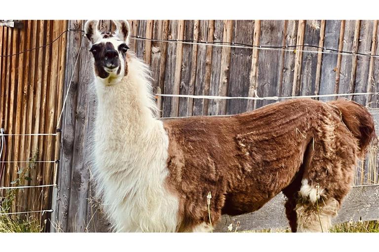 Die Bonner Feuerwehr hat am Montagmorgen ausgebüxte Lamas eingefangen. (Symbolbild)