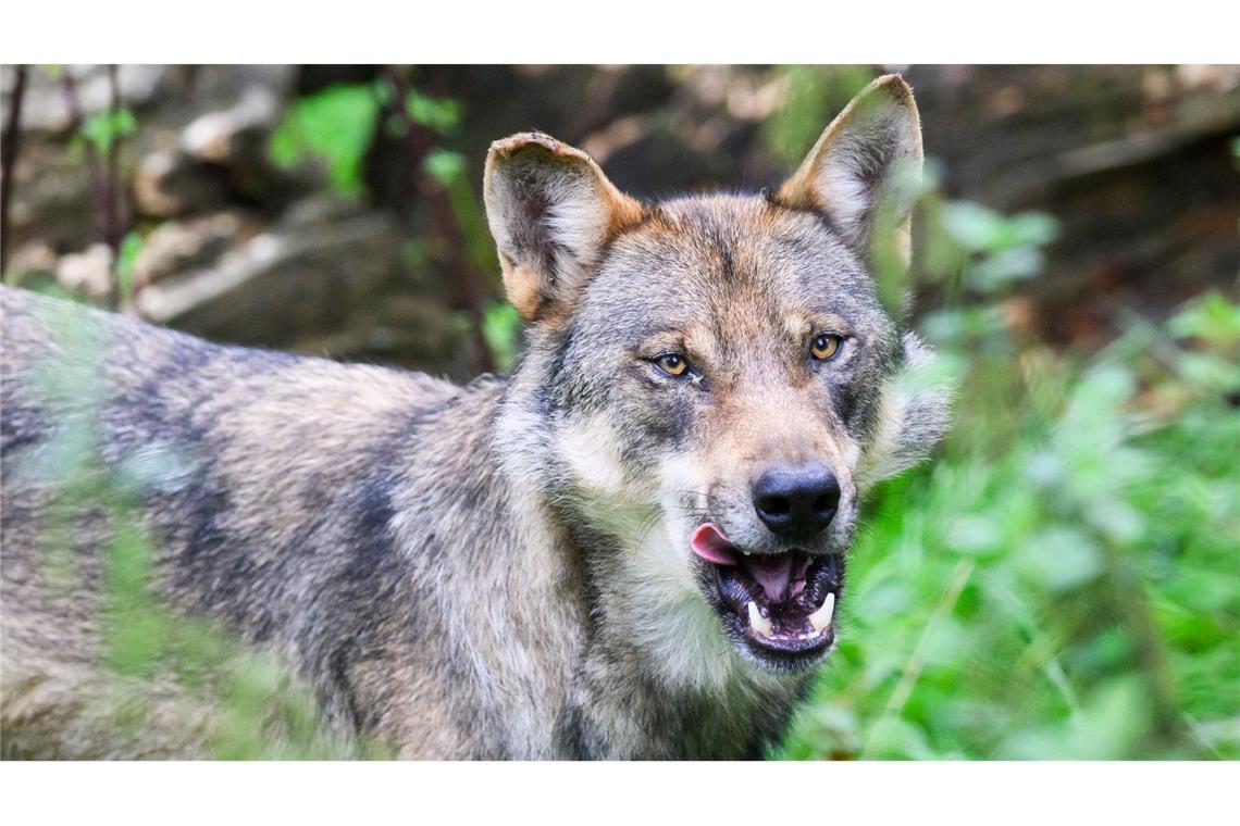 Die Debatte um den Wolf wird emotional geführt (Archivbild).