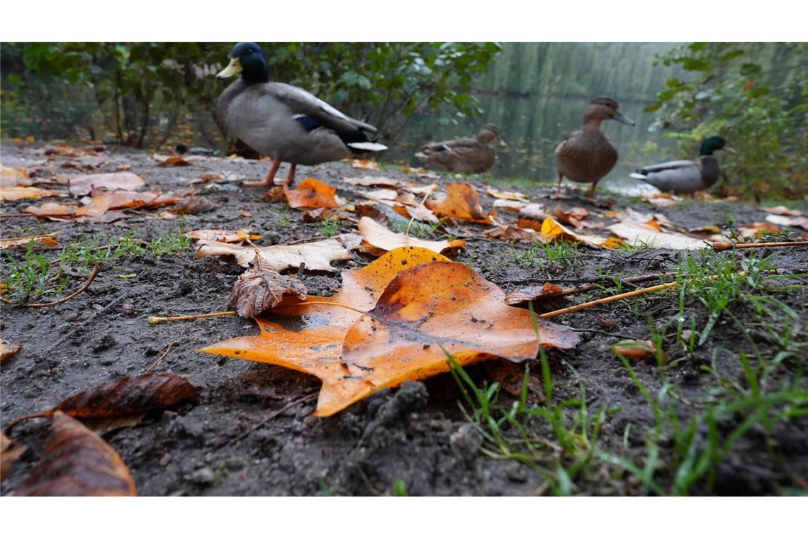 Die Deutsche Wildtier Stiftung warnt eindringlich davor, Enten mit Brot zu füttern. (Archivbild)