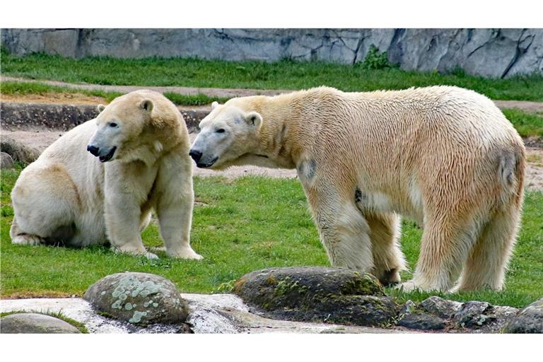 Die Eisbären Nuka (links) und Kap sind Eltern geworden. Doch kommt der Wurf auch durch?