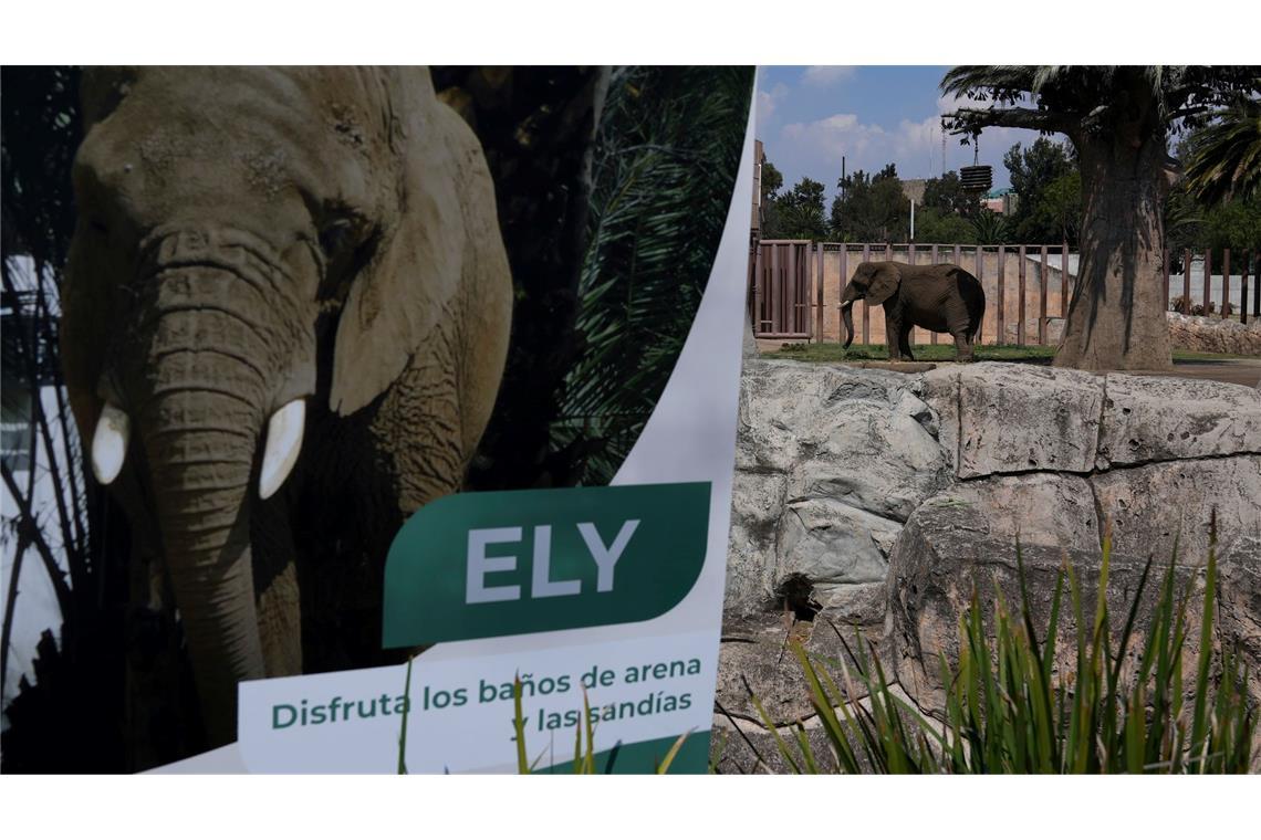 Die Elefantin Ely soll in Zukunft ein besseres Leben führen - wenn auch weiterhin im Zoo. (Archivbild)