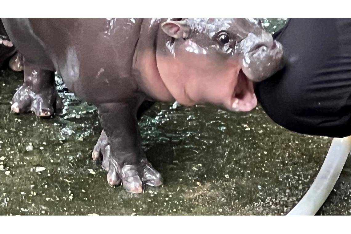 Die expressive Mimik des Hippo-Mädchens ging schnell viral.