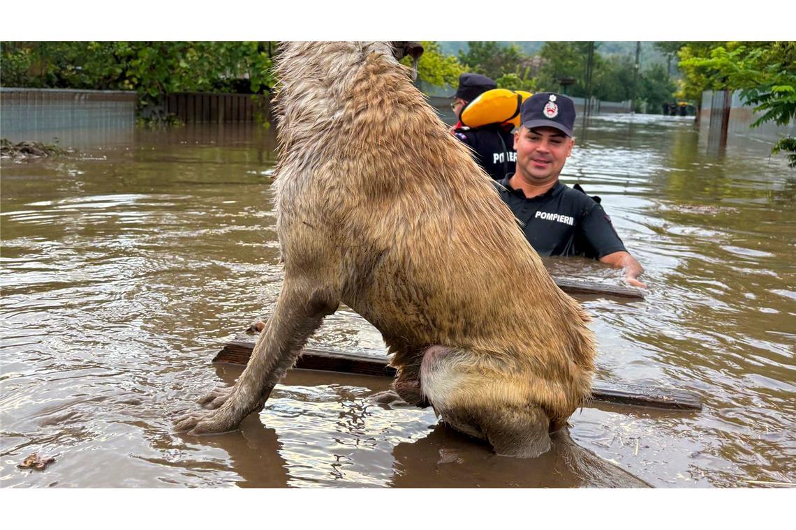 Die Feuerwehr rettet einen gestrandeten Hund in den Fluten.