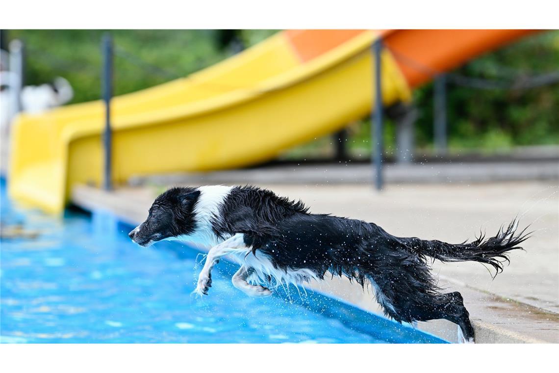 Die Hunde mussten gegen Tollwut geimpft sein.