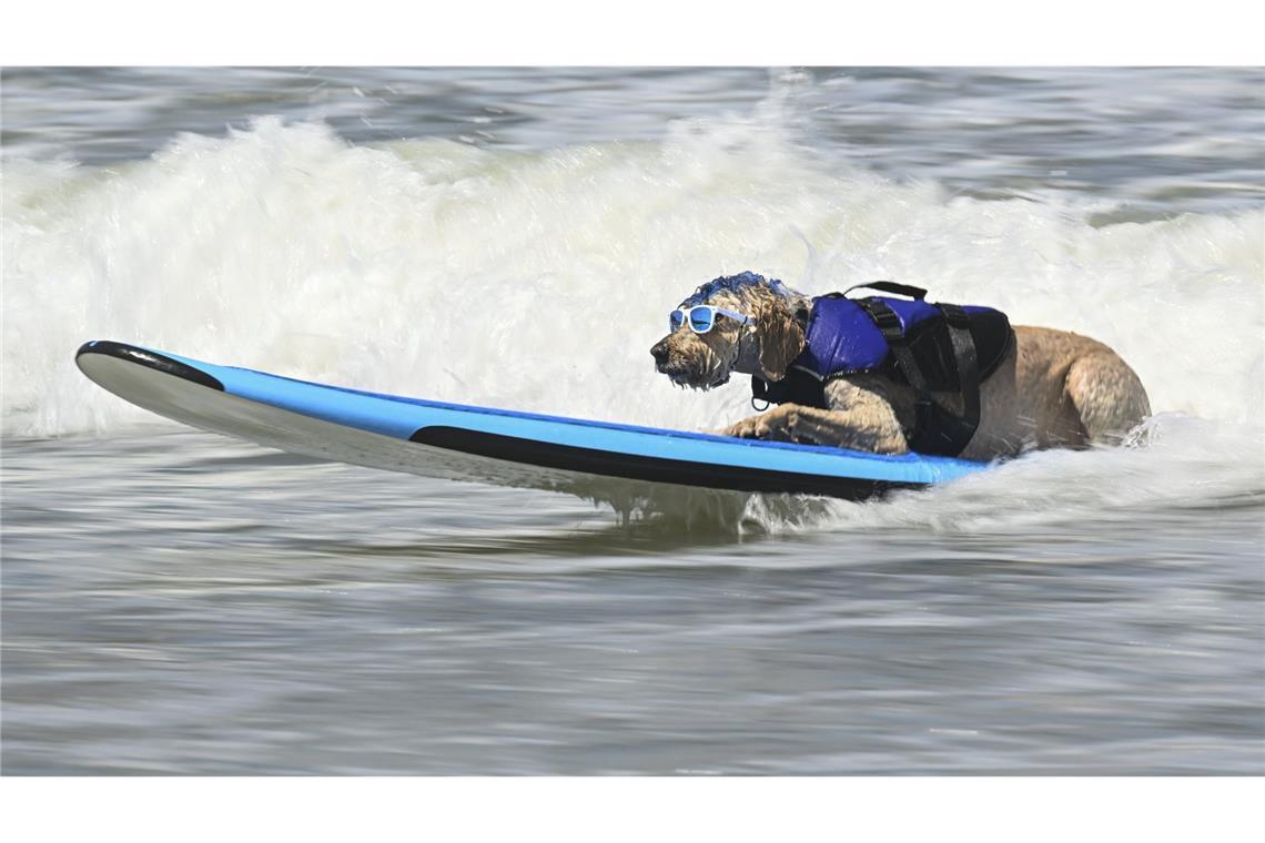 Die Hunde waren mit Schwimmwesten...