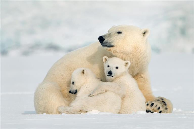 Die Keimruhe ist eine Anpassung an die extremen und unvorhersehbaren Umweltbedingungen, in denen Eisbären leben.