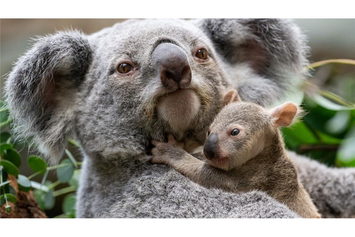 Die kleinen Baby-Koalas haben ihre Beutel verlassen.