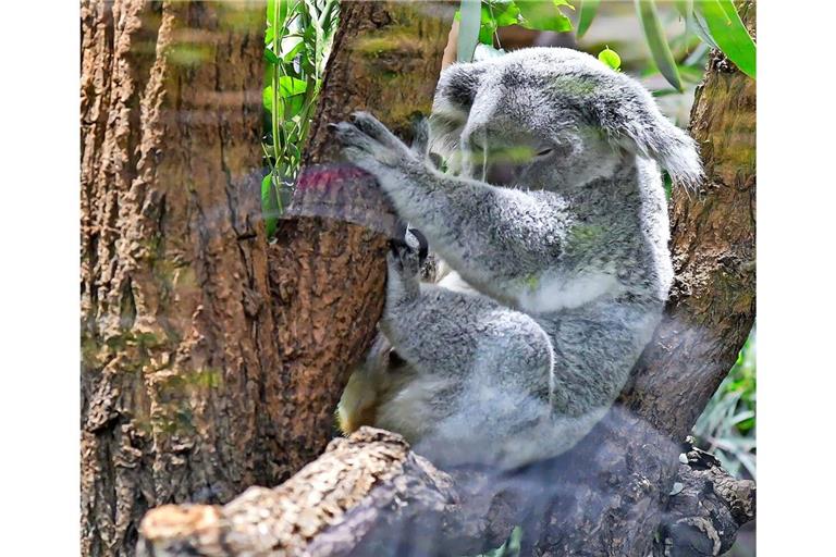 Die Koalas in Stuttgart freuen sich über Nachwuchs.