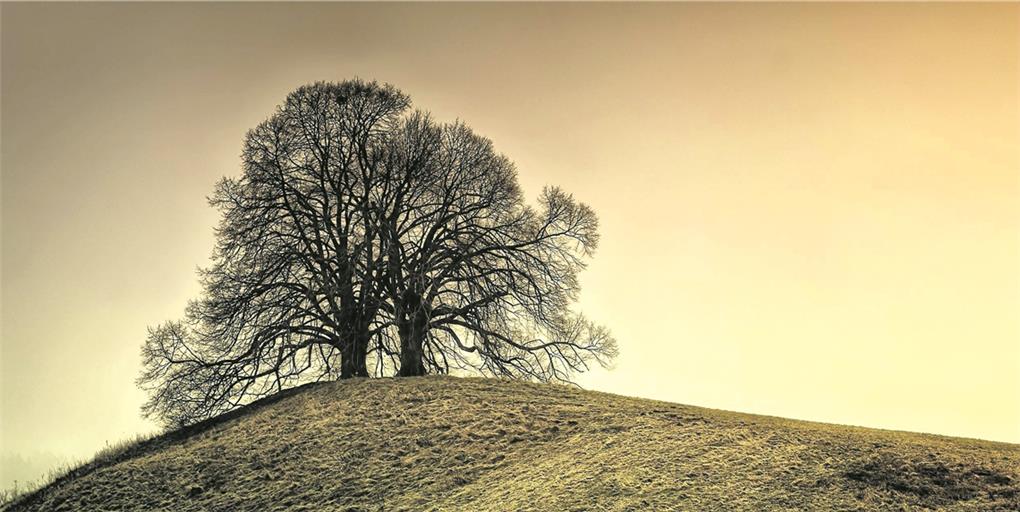 Die Linde inspirierte viele Dichter. In den Ortschaften war sie lange in das soziale Leben eingebunden – unter ihr wurde gefeiert und getanzt, weshalb sie auch als Lust- und Liebesbaum galt. Foto: J. Brucklacher