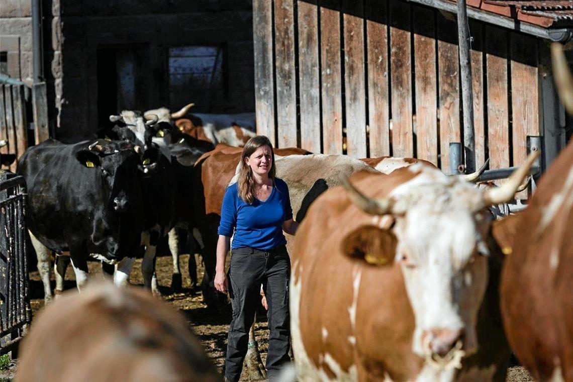 Die Milch der 50 Kühe findet als Vorzugsmilch – unbehandelt, frisch wie aus dem Euter – ihren Weg in private Haushalte und Lebensmittelgeschäfte, unter anderem wird auch nach Murrhardt geliefert. Foto: T. Jaworr/agrarheute