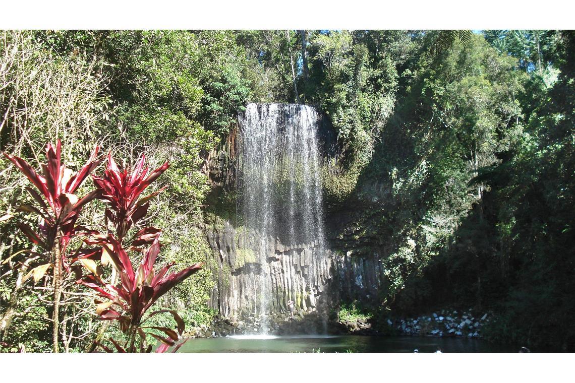 Die Millaa Millaa Falls gelten als einer der schönsten Wasserfälle in Down Under. (Archivbild)