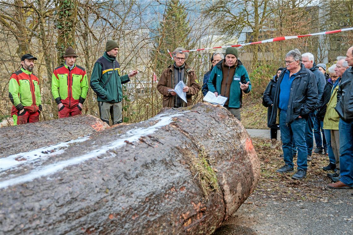 Die Murrhardter Revierförster Philipp Dölker und Dieter Seitz (Dritter und Vierter von links) sowie Frank Hofmann von der Holzvermarktungsgemeinschaft (Fünfter von links) erläutern den Verkauf – hier bei den Holzblöcken einer Steinberger Tanne, die mit 510 Euro pro Festmeter ein sehr gutes Ergebnis erzielt hat. Der Baum stand in einer Klinge und ist grob geschätzt um die 120 Jahre alt. Fotos: Stefan Bossow