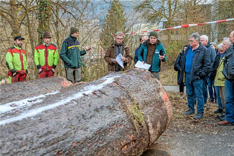 Die Murrhardter Revierförster Philipp Dölker und Dieter Seitz (Dritter und Vierter von links) sowie Frank Hofmann von der Holzvermarktungsgemeinschaft (Fünfter von links) erläutern den Verkauf – hier bei den Holzblöcken einer Steinberger Tanne, die mit 510 Euro pro Festmeter ein sehr gutes Ergebnis erzielt hat. Der Baum stand in einer Klinge und ist grob geschätzt um die 120 Jahre alt. Fotos: Stefan Bossow