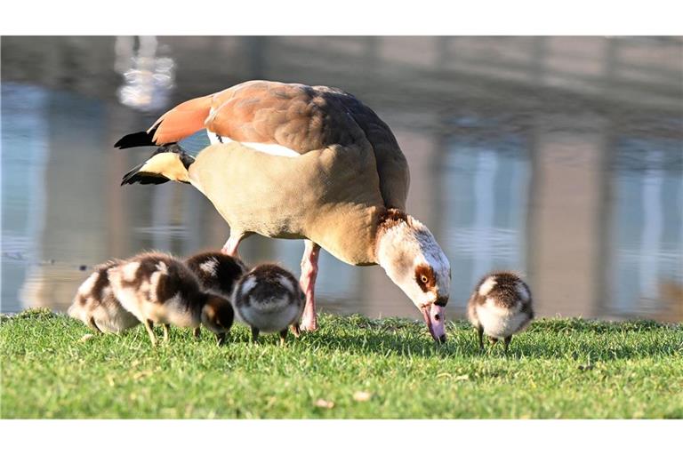 Die Nilgans frisst überwiegend Pflanzen - aber Pommes scheint sie auch zu lieben. (Archivbild)