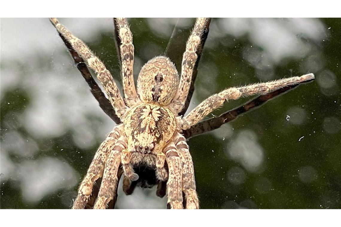 Die Nosferatu-Spinne beist in Ausnahmefällen. (Archivbild)