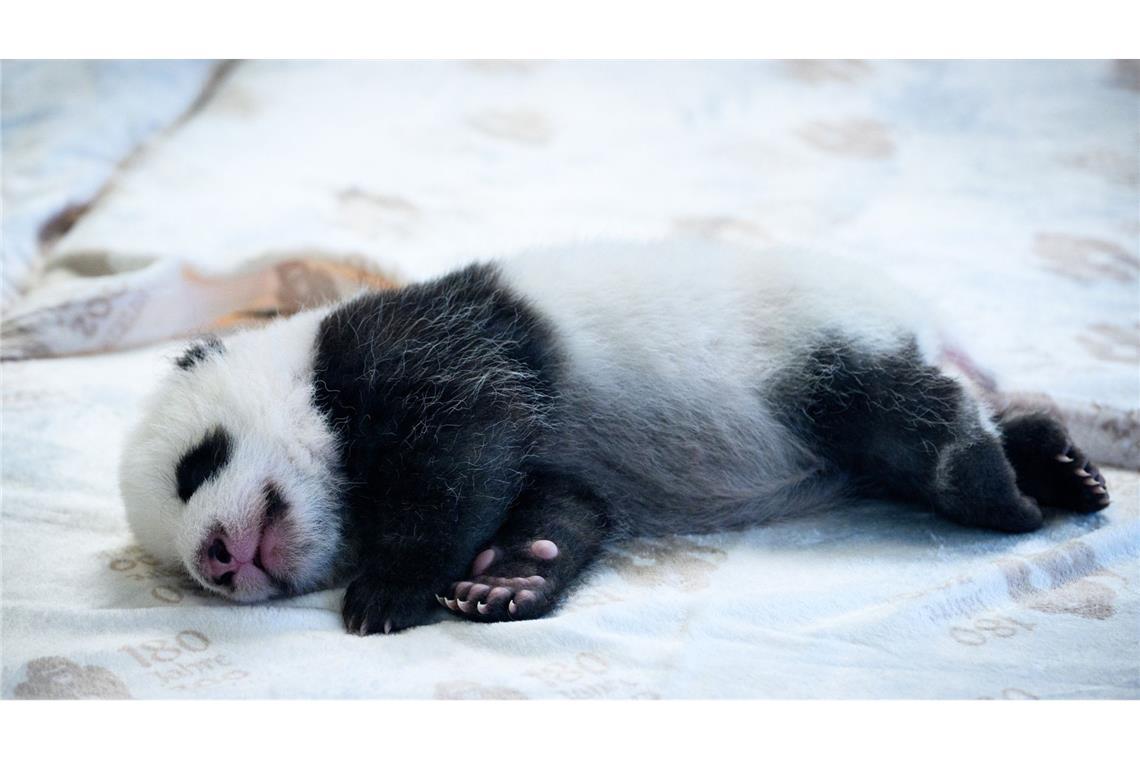 Die Panda-Mädchen brauchen viel Ruhe.