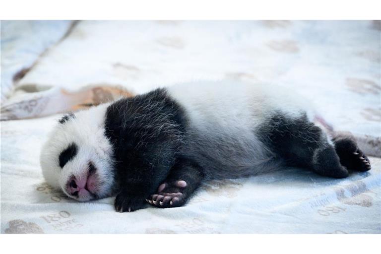 Die Panda-Mädchen brauchen viel Ruhe.