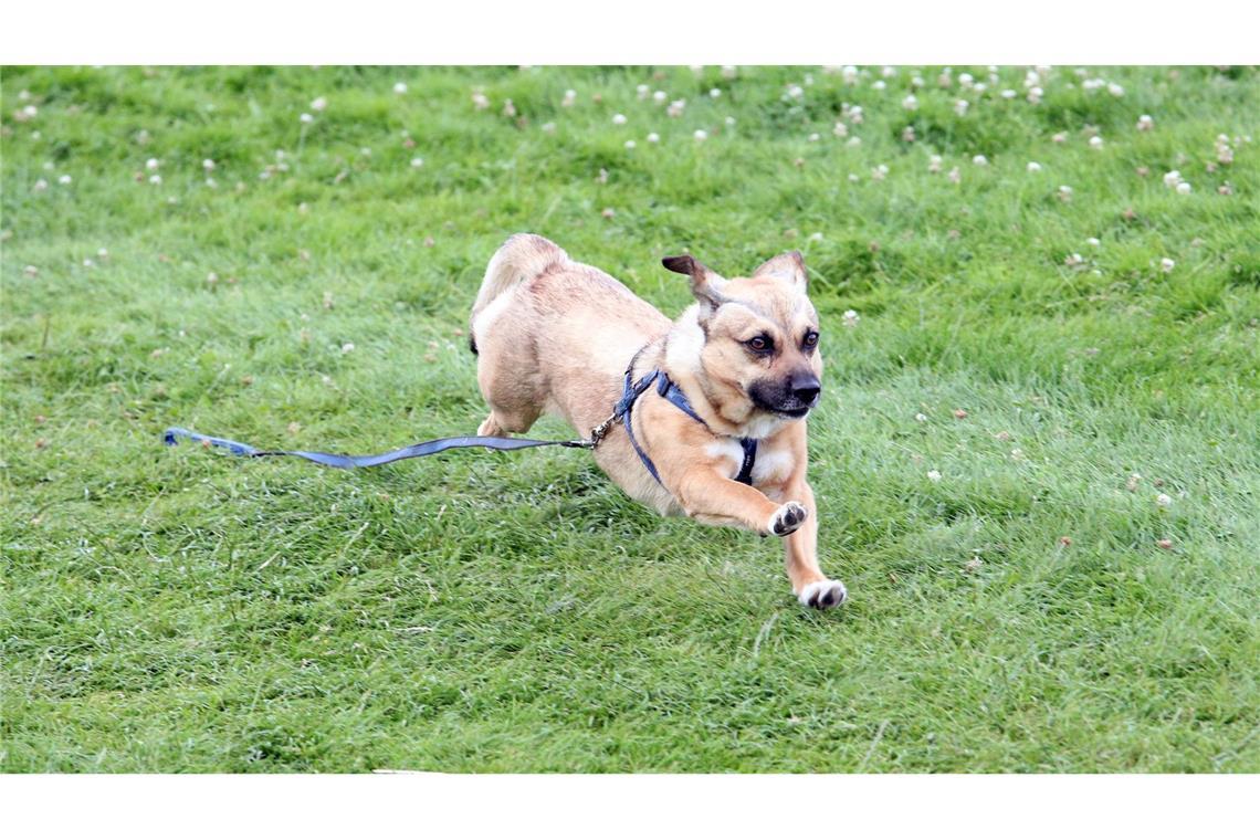 Die Polizei in Göppingen hat einen entlaufenen Hund eingefangen (Symbolfoto).