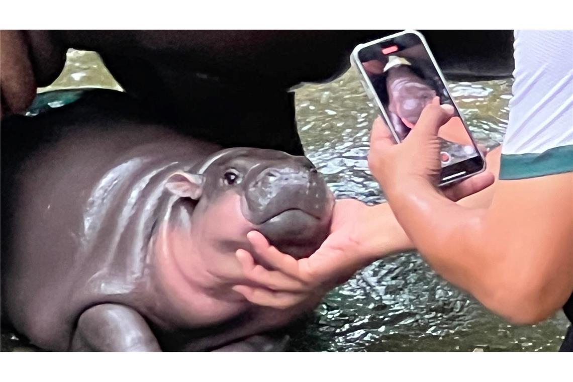 Die putzige Mimik von Moo Deng hat sie zum Internet-Star gemacht.