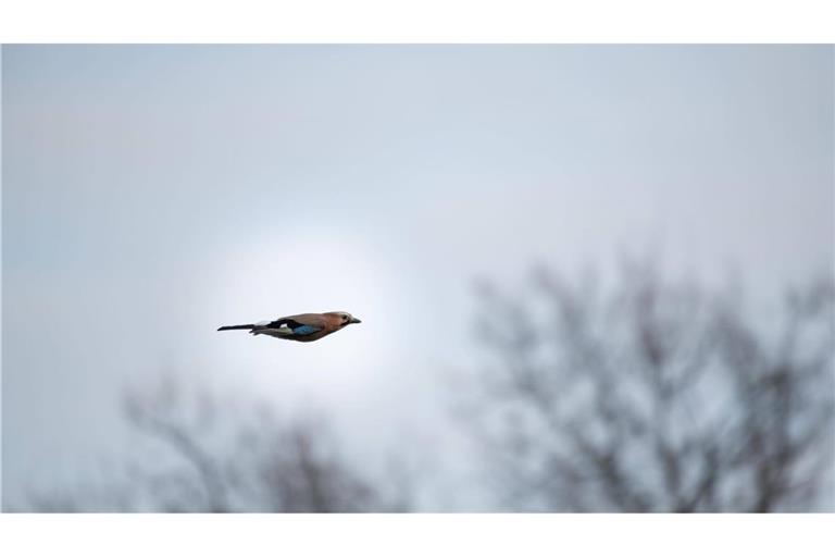 Die Radfahrerin wurde offenbar durch einen Vogel abgelenkt, der über ihr flog. (Symbolbild)