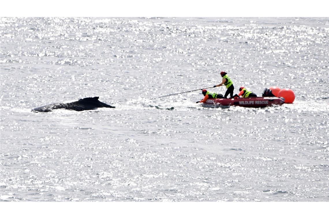 Die Rettungskräfte in Aktion: Im Hafen von Sydney konnte ein in Seilen und Bojen verhedderter Buckelwal befreit werden.