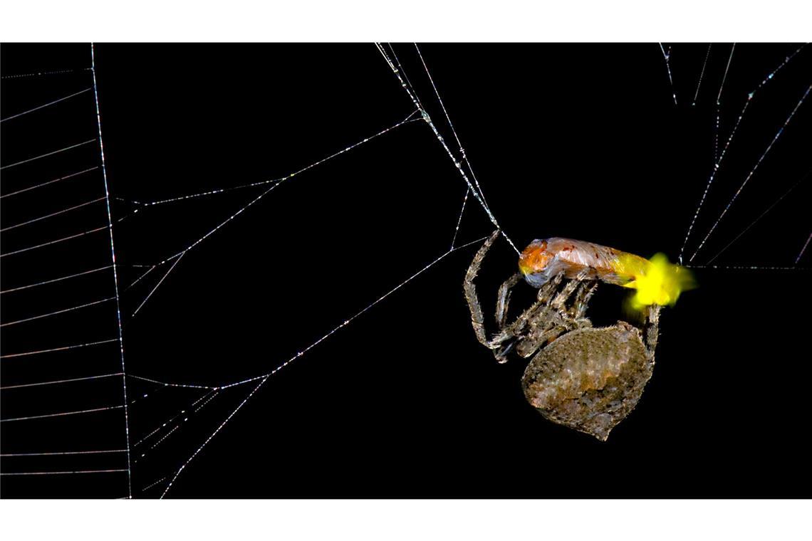 Die Spinne Araneus ventricosus verschnürt ein männliches Glühwürmchen.