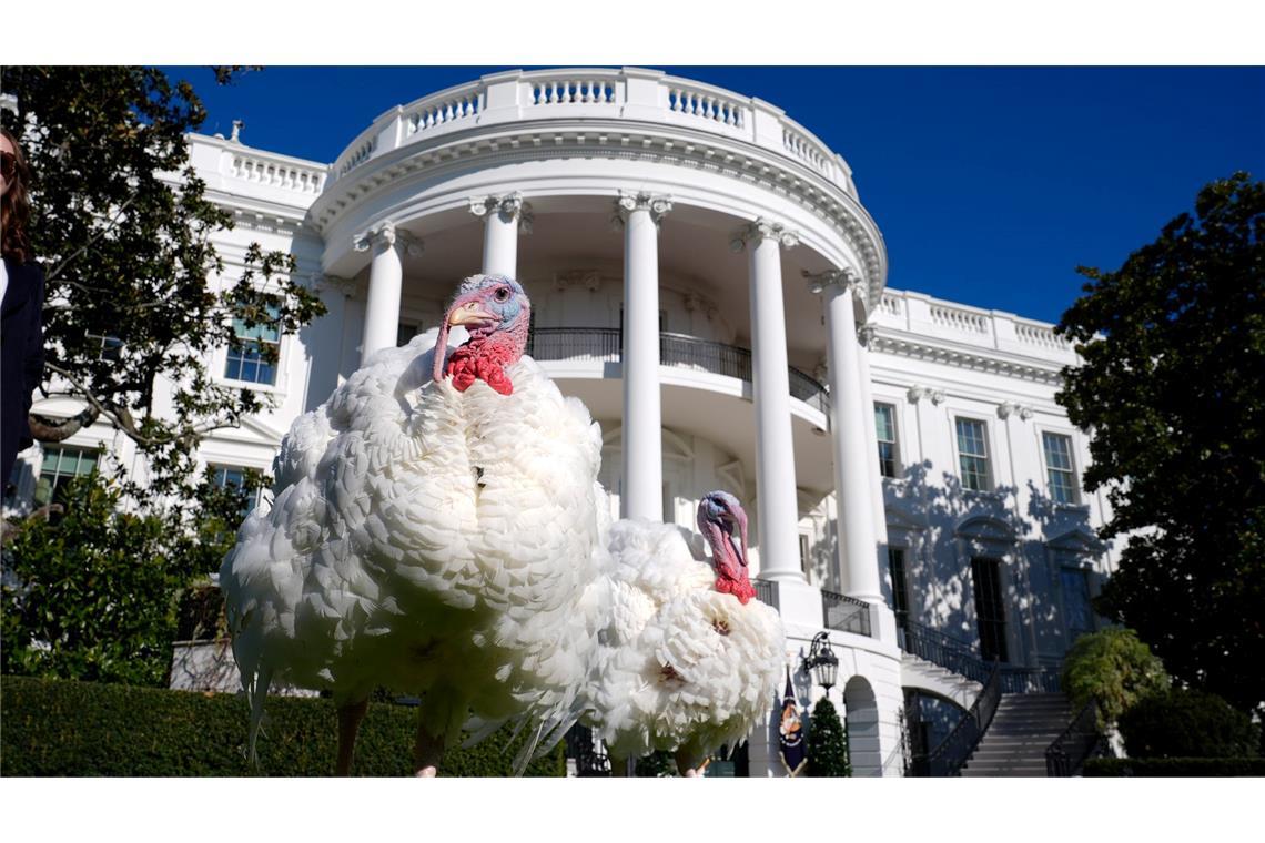 Die Truthähne Blossom (l) und Peach gehen auf dem Südrasen des Weißen Hauses, bevor sie von US-Präsident Biden während einer symbolischen Zeremonie begnadigt werden.